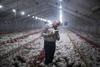 Why Tyson Foods Stock Was Falling Today: https://g.foolcdn.com/editorial/images/743035/farmer-inspecting-chickens-in-a-poultry-farm.jpg