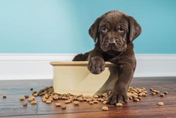 Plant-Powered Pups: New Study Shows Dramatic Environmental Gains From Plant-Based Dog Food in the UK: https://www.irw-press.at/prcom/images/messages/2025/81182/SustainablePetFoodFoundation_1078130_PRcom.001.jpeg