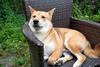 Woof! Why Dogecoin, Shiba Inu, and Floki Inu Are Barking Higher Today: https://g.foolcdn.com/editorial/images/768644/dogecoin6.jpg
