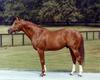 secretariat