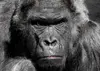 KingKong