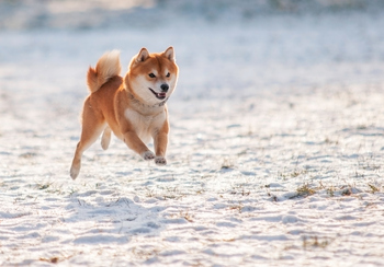 Should You Invest $1,000 in Dogecoin (DOGE) Right Now?: https://g.foolcdn.com/editorial/images/843363/shiba-inu-sand.jpg