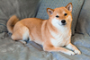 3 Reasons I Will Never Buy Dogecoin: https://g.foolcdn.com/editorial/images/842946/shiba-inu-dog.jpg