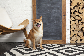Could Shiba Inu Reach $1 in 2026? The Answer Will Blow Your Mind: https://g.foolcdn.com/editorial/images/844055/a-shiba-inu-dog-sitting-in-front-of-a-blank-chalk-board.jpg