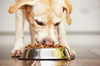 Why Petco Stock Popped Today: https://g.foolcdn.com/editorial/images/844733/pet-food-gettyimages-497384624.jpg