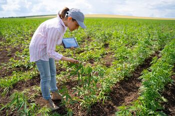 What a Hemp Crackdown in the U.S. Could Mean for Tilray's Growth Opportunities: https://g.foolcdn.com/editorial/images/844141/a-person-holding-a-cannabis-plant.jpg