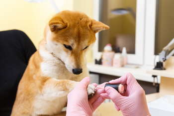 Shiba Inu vs. Bitcoin: What's the Better Long-Term Play?: https://g.foolcdn.com/editorial/images/843913/gettyimages-845682188.jpg