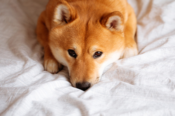 Big Weekend Move: Why Shiba Inu Plunged More than 8%: https://g.foolcdn.com/editorial/images/844872/shiba-inu24.jpg