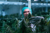 Why Tilray Stock Dived by 10% This Week: https://g.foolcdn.com/editorial/images/845727/person-in-lab-gear-working-with-marijuana-plants.jpg