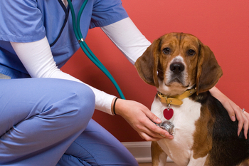 Zacks Initiates Coverage of Inspire Veterinary With Underperform Recommendation: https://staticx-tuner.zacks.com/images/articles/main/14/20228.jpg