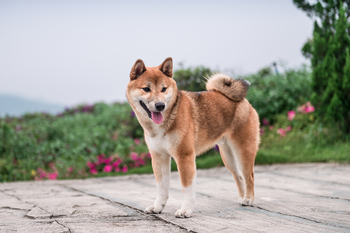 Should You Invest in Dogecoin?: https://g.foolcdn.com/editorial/images/845481/animals-36-1200x798-36b7a2e.jpg