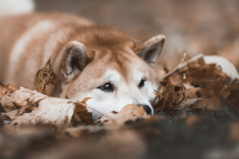 Here's Why Dogecoin Is Surging Today: https://g.foolcdn.com/editorial/images/846045/shiba-inu23.jpg