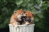 Here's Why Dogecoin Ripped 4% Higher Today: https://g.foolcdn.com/editorial/images/846322/shiba-inu-dogs.jpg