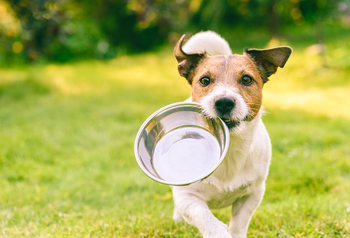 What to Watch With Chewy Stock in 2026: https://g.foolcdn.com/editorial/images/845310/a-dog-carries-a-bowl.jpg