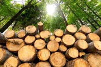 Is This the Worst-Performing Global ETF?: https://g.foolcdn.com/editorial/images/843002/timber.jpg