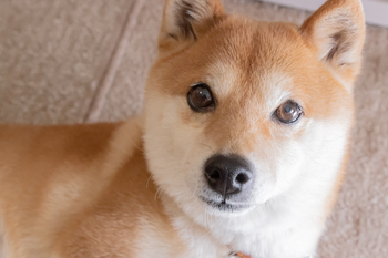 1 Meme Coin to Avoid Like the Plague: https://g.foolcdn.com/editorial/images/848125/nervous-shiba-inu-5f8d89f.jpg