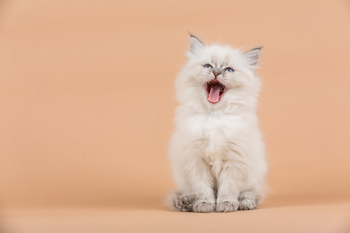 Why Did Red Cat Stock Pop, Then Drop?: https://g.foolcdn.com/editorial/images/848575/roaring-kitten.jpg
