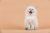 Why Did Red Cat Stock Pop, Then Drop?: https://g.foolcdn.com/editorial/images/848575/roaring-kitten.jpg