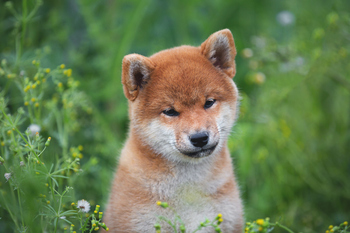 Shiba Inu Is Mooning Today: Why This Top Meme Token Surged More than 15% This Weekend: https://g.foolcdn.com/editorial/images/849584/shiba-inu2.jpg