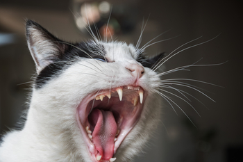 Why Red Cat Stock Popped Today -- Then Gave It Back: https://g.foolcdn.com/editorial/images/850992/howling-black-and-white-cat.jpg