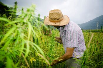 Does Marijuana Rescheduling in the U.S. Make Canopy Growth a Good Buy in 2026?: https://g.foolcdn.com/editorial/images/850636/a-person-examining-a-cannabis-plant.jpg