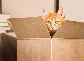 Chewy Stock: Is the Pet E-Commerce Leader Built for the Long Run?​: https://g.foolcdn.com/editorial/images/850322/gettyimages-1388245454.jpg