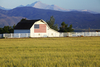 Why Mosaic Stock Flopped on Friday: https://g.foolcdn.com/editorial/images/851729/looking-across-a-field-at-a-white-barn-featuring-a-large-american-flag.jpg