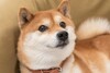 Why Dogecoin Is Rocketing Higher to Start 2025: https://g.foolcdn.com/editorial/images/851159/shiba-inu-dog-doge-dogecoin.jpeg