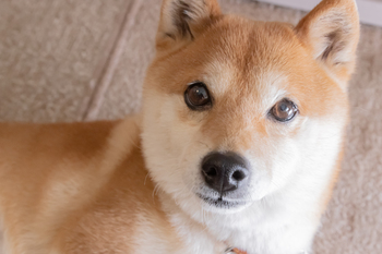 Prediction: These 4 Popular Cryptocurrencies Will Plunge by 50% (or More) in 2026: https://g.foolcdn.com/editorial/images/851121/dogecoin-dog-copy.jpg