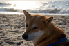 Why Dogecoin Flopped This Week: https://g.foolcdn.com/editorial/images/852780/dogecoin.jpg