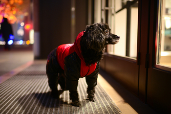 Chewy vs. Walmart: Which Is the Better Way to Invest in Pet Spending?​: https://g.foolcdn.com/editorial/images/850323/animals-28-1200x800-5b2df79.jpg