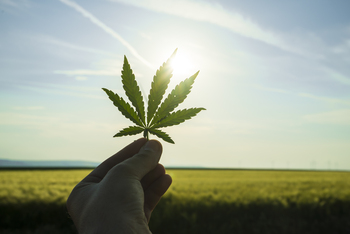 Is It Time to Dump Your Shares of Canopy Growth Corp?: https://g.foolcdn.com/editorial/images/853897/hand-holding-marijuana-leaf-sun.jpg