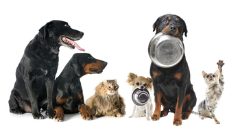 Should You Buy Chewy Stock Before March 25?: https://g.foolcdn.com/editorial/images/862042/gettyimages-462343131.jpg