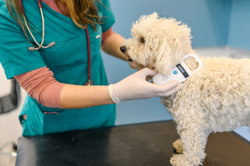Chewy Just Popped. Is the Pet Stock a Buy Now?: https://g.foolcdn.com/editorial/images/862405/dog-at-the-vet.jpg
