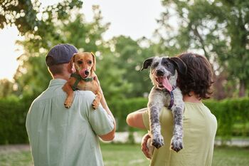 Down Around 47% From Its High, Should You Buy Chewy Stock Right Now?: https://g.foolcdn.com/editorial/images/862743/people-holding-their-dogs.jpg