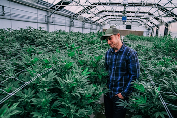 Why This Beaten-Down Cannabis Giant is a Table-Pounding Buy: https://g.foolcdn.com/editorial/images/864519/cannabis-man-in-greenhouse.jpg
