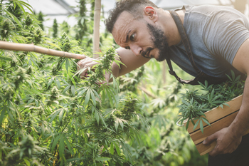 Where Will Green Thumb Industries Stock Be in 5 Years?: https://g.foolcdn.com/editorial/images/862778/person-working-in-a-cannabis-facility.jpg