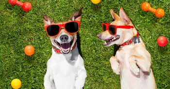 3 Consumer Staples Stocks That Provide Stability in a Volatile Investing Environment: https://g.foolcdn.com/editorial/images/863605/gettydogssmiling.jpeg