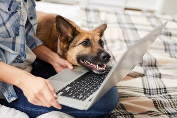 Chewy Is Down 25% This Year. Investors Should Be Eager to Buy.: https://g.foolcdn.com/editorial/images/868734/dog-and-laptop.jpg