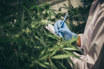Is Green Thumb Becoming the "Procter & Gamble of Cannabis"?: https://g.foolcdn.com/editorial/images/869769/cannabisstory.jpg