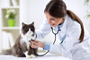 Should You Buy Zoetis Before Feb. 12?: https://g.foolcdn.com/editorial/images/854276/veterinarian-cat-sick-pet-health-1200x800-5b2df79.jpg