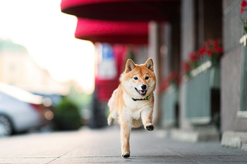 Prediction: This Popular Cryptocurrency Will Plunge 50% (or More) by Year-End 2026: https://g.foolcdn.com/editorial/images/854705/animals-37-6.jpg