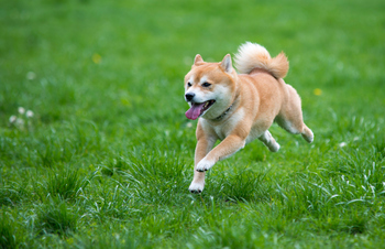 Down 87%, Should You Buy the Dip on Dogecoin or Avoid the Meme Token?: https://g.foolcdn.com/editorial/images/855797/shiba-inu-dog-running.jpg