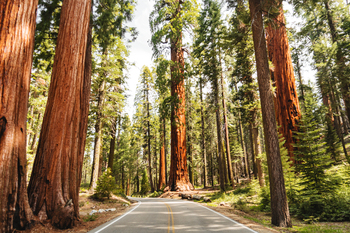 The Desert City That's Winning Over Retirees Who Don't Want a "Typical" Retirement Town: https://g.foolcdn.com/editorial/images/852997/big-sequoia-trees-nature-national-parks.jpg