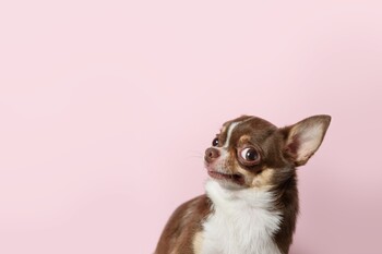 Don't Be Fooled by Chewy's Most-Cited Statistic: https://g.foolcdn.com/editorial/images/857226/gettyimages-1212177973.jpg