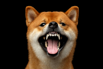 Why Shiba Inu Sank More Than 6% Today: https://g.foolcdn.com/editorial/images/858110/shiba-inu26.jpg