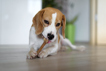 Is Chewy Stock Going to $100?: https://g.foolcdn.com/editorial/images/857917/a-dog-licking-a-chew-toy.jpg