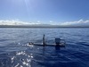 Boeing Sends Liquid Robots to Defend Japan: https://g.foolcdn.com/editorial/images/858000/wave-glider-usv-at-seais-liquid-robotics.jpg